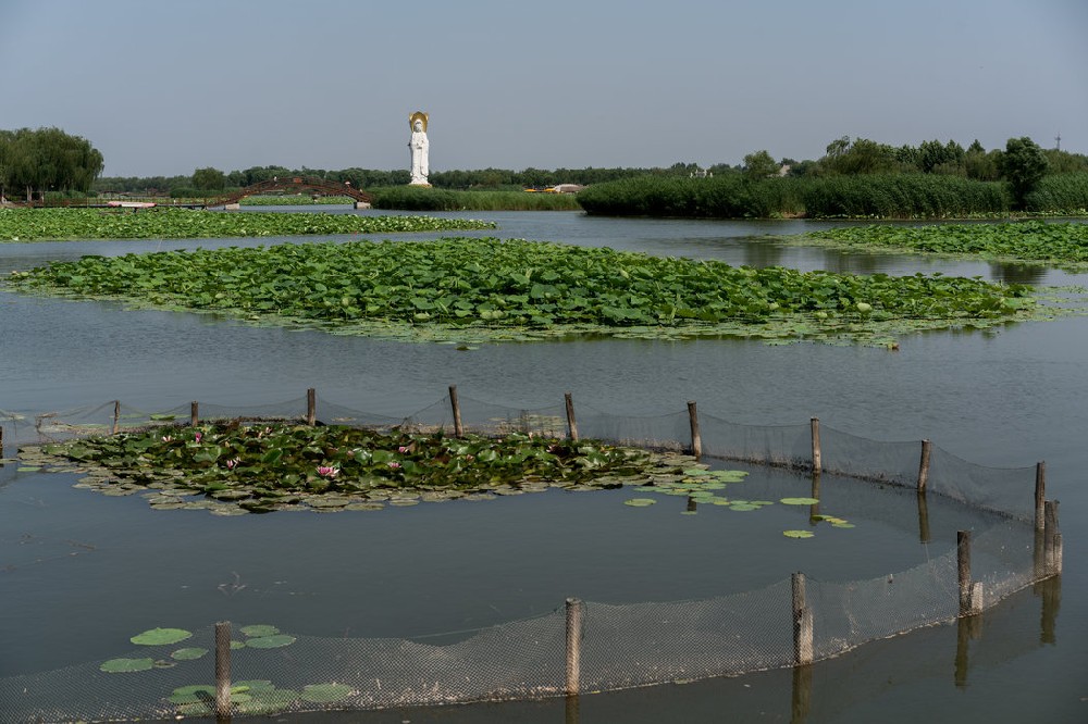 雄安“千年大计”威胁白洋淀湿地生态