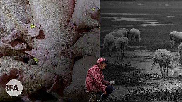 【中国少数民族脱贫】专题报道第一集：内蒙古全区脱贫摘帽 风吹草低不见牛羊